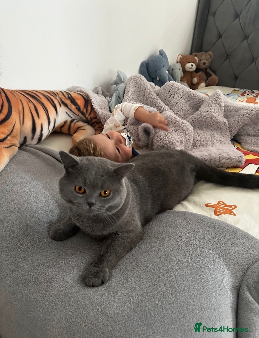 British Shorthair cats for sale: British Blue Shorthair cat - Advert 3