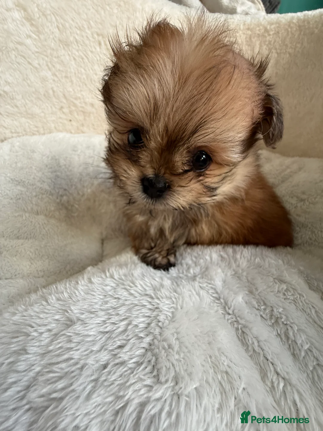 Mixed Breed dogs for sale: Pomeranian cross puppies health checked  - Advert 12