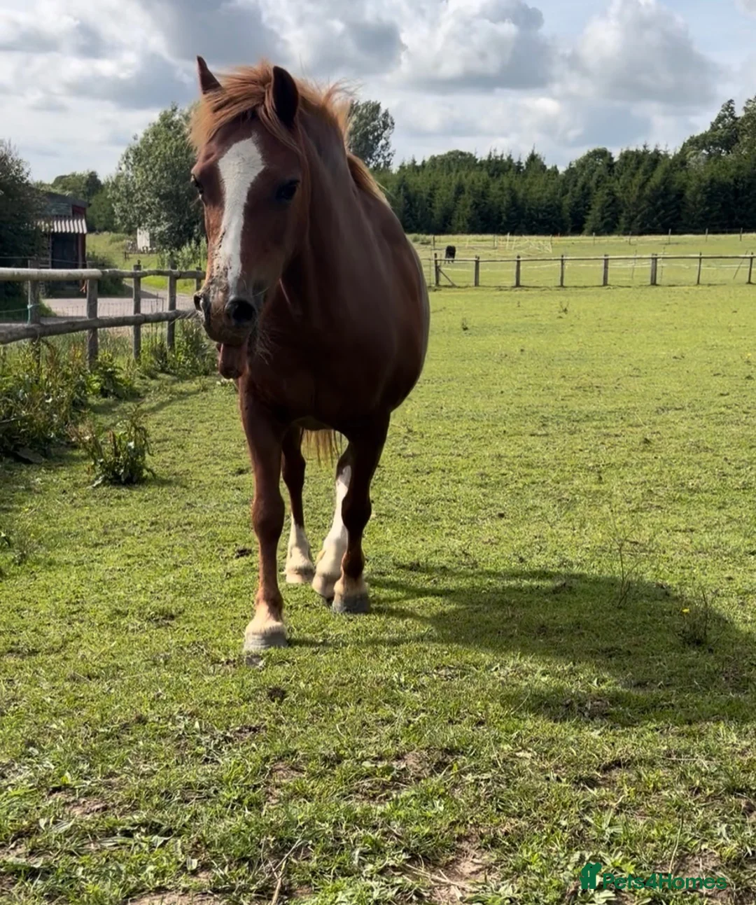 Welsh Section A horses for sale: Beautiful 12.2hh mare  in Shaftesbury - Advert 11