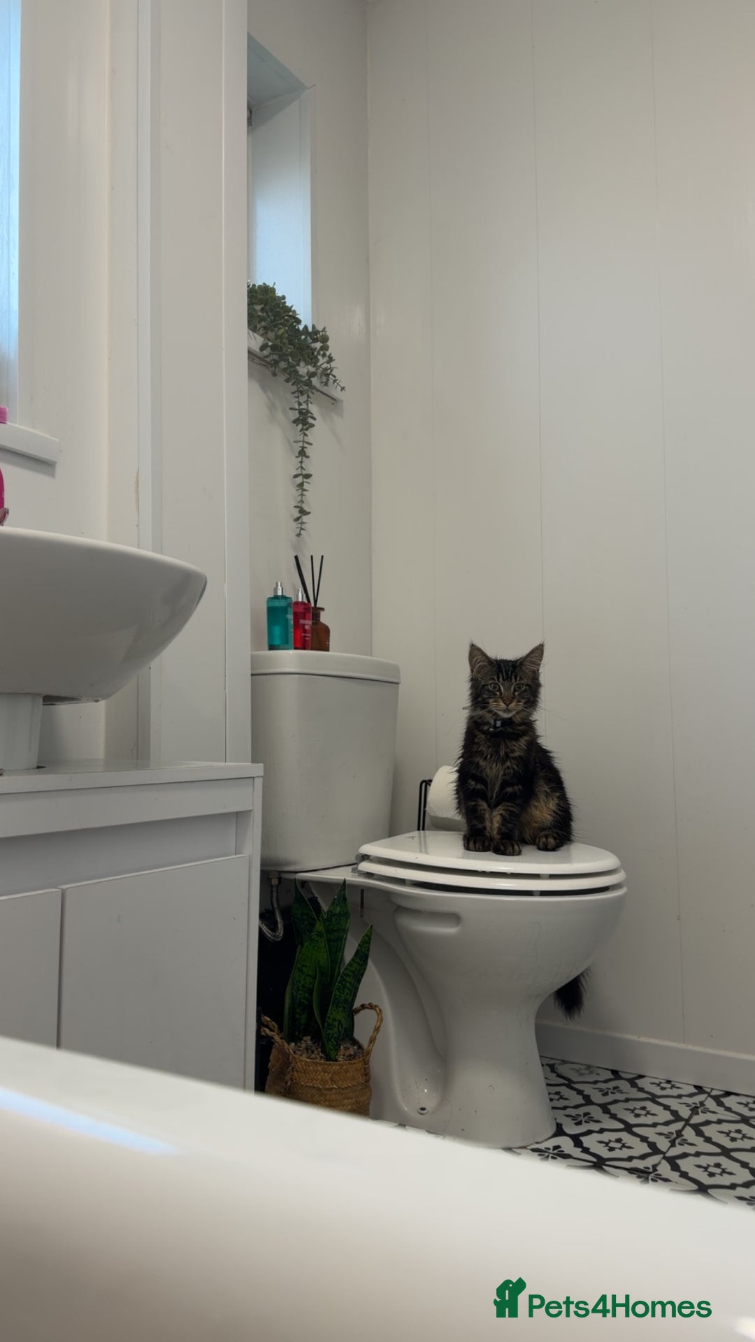 Maine Coon cats for sale: 6 Month Old Maine Coon. - Advert 2