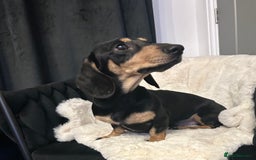 Miniature Dachshund dogs for stud: KC Reg Black/cream,proven,gorgeous boy stud only  - Image 5