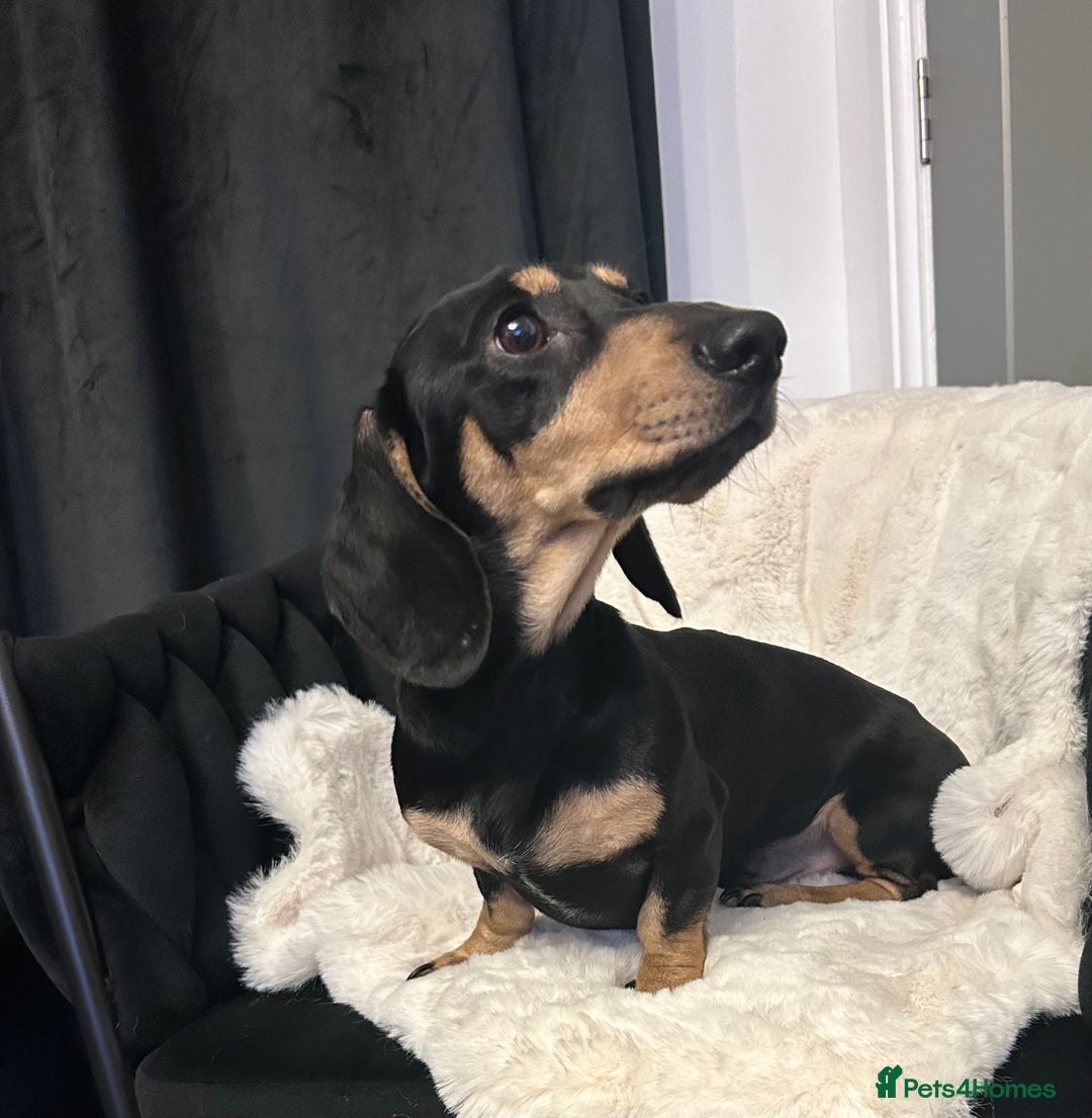 Miniature Dachshund dogs for stud: KC Reg Black/cream,proven,gorgeous boy stud only  - Image 5