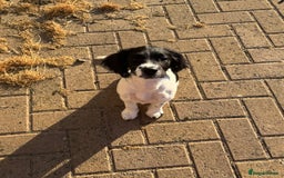 English Springer Spaniel dogs for sale: Liver and white English springer spaniel  - Image 1