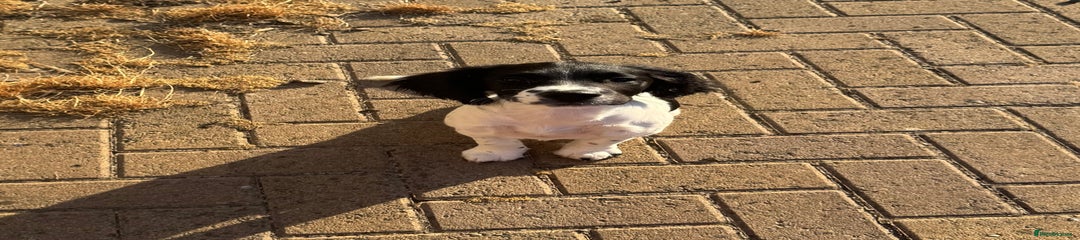 English Springer Spaniel Puppy 1