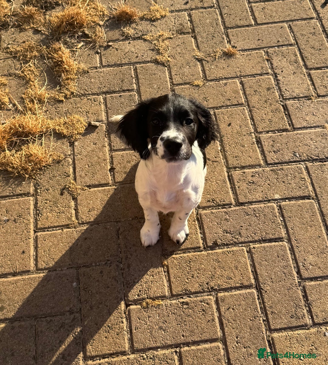 English Springer Spaniel dogs for sale: Liver and white English springer spaniel  - Image 1