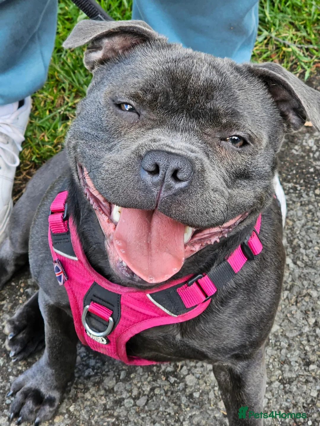 Staffordshire Bull Terrier dogs for sale: Blue staffordshire bull terrier pups - Advert 1