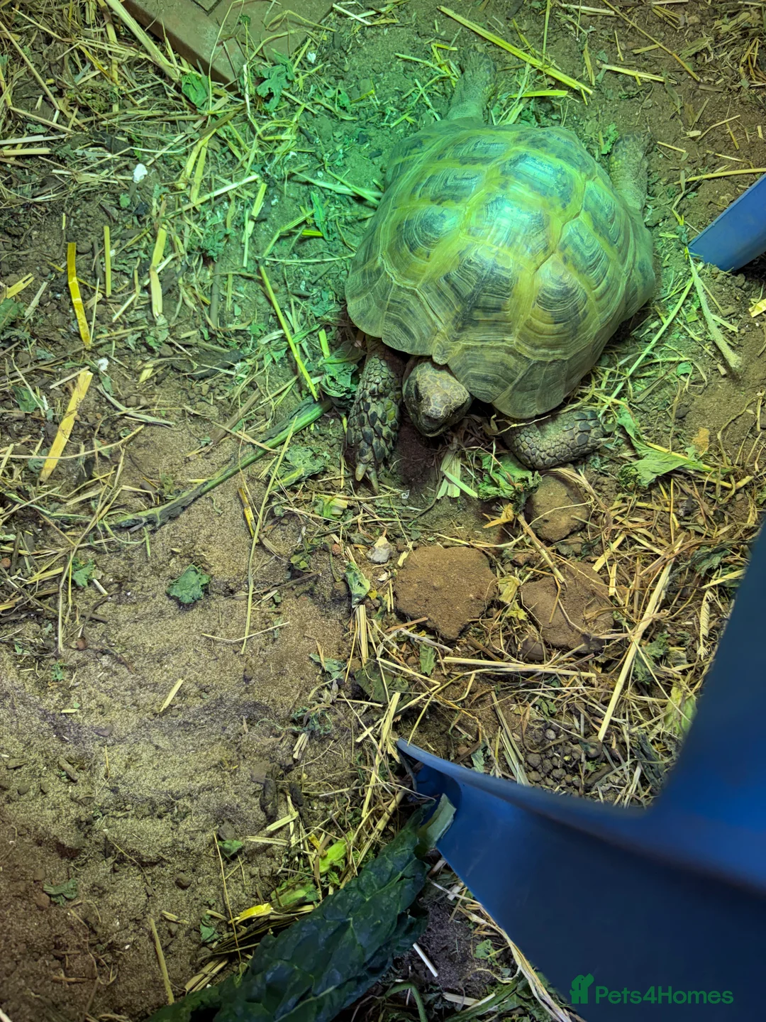 Tortoise reptiles for sale: Male tortoises looking for forever home - Advert 5