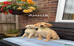 Labrador Retriever dogs for sale: 2 Yellow Females 👀🏡 in Boston - Image 5