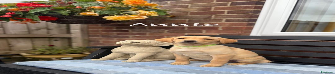 Labrador Retriever Puppy 1