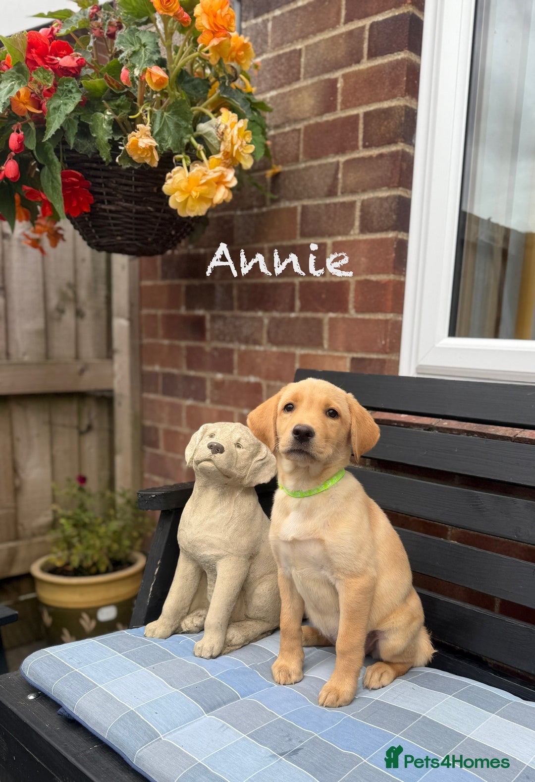 Labrador Retriever dogs for sale: 2 Yellow Females 👀🏡 in Boston - Image 5