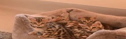 Bengal cats for sale: Registered pedigree bengal kittens - Advert 12