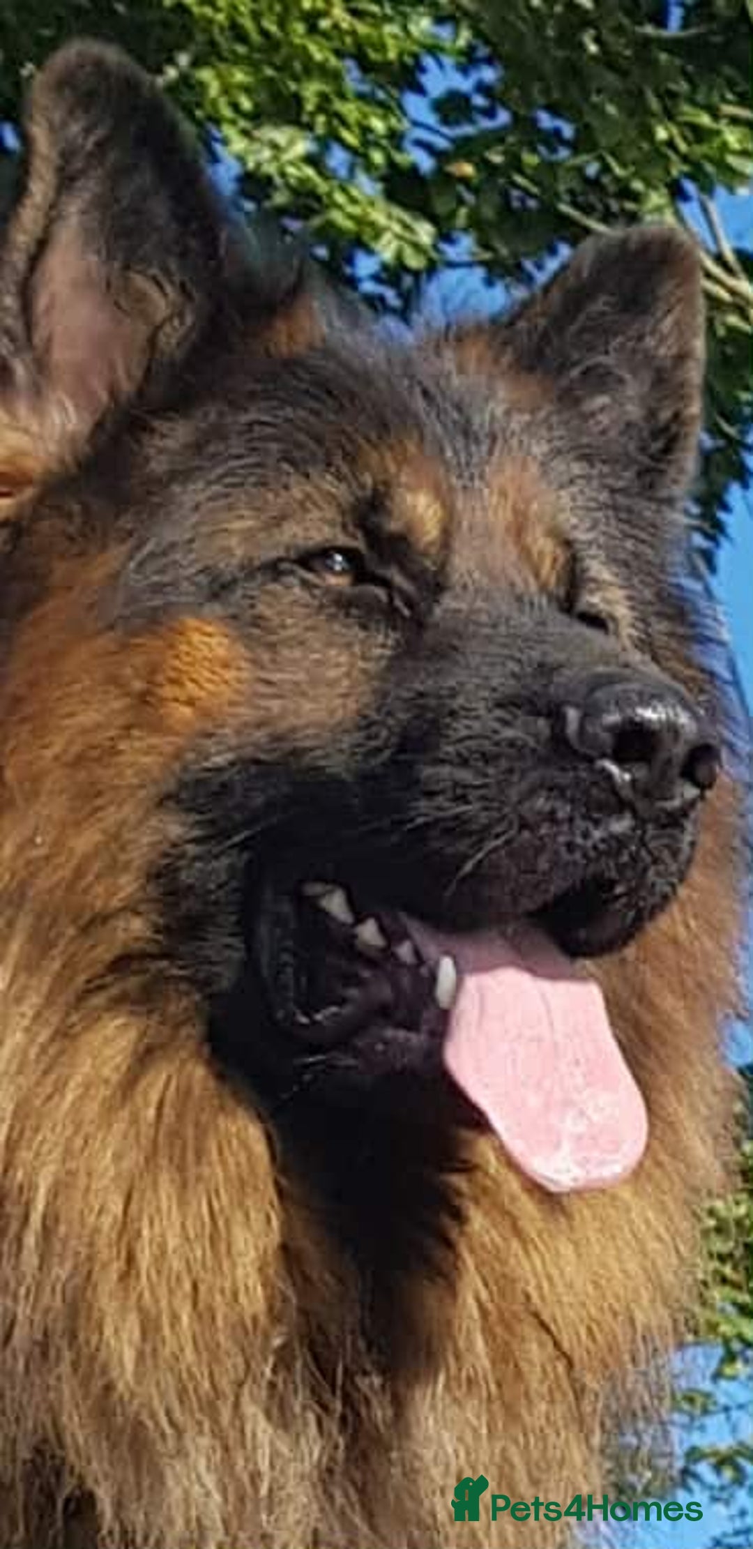 German Shepherd dogs for sale: KC. German shepherd puppies - Advert 5