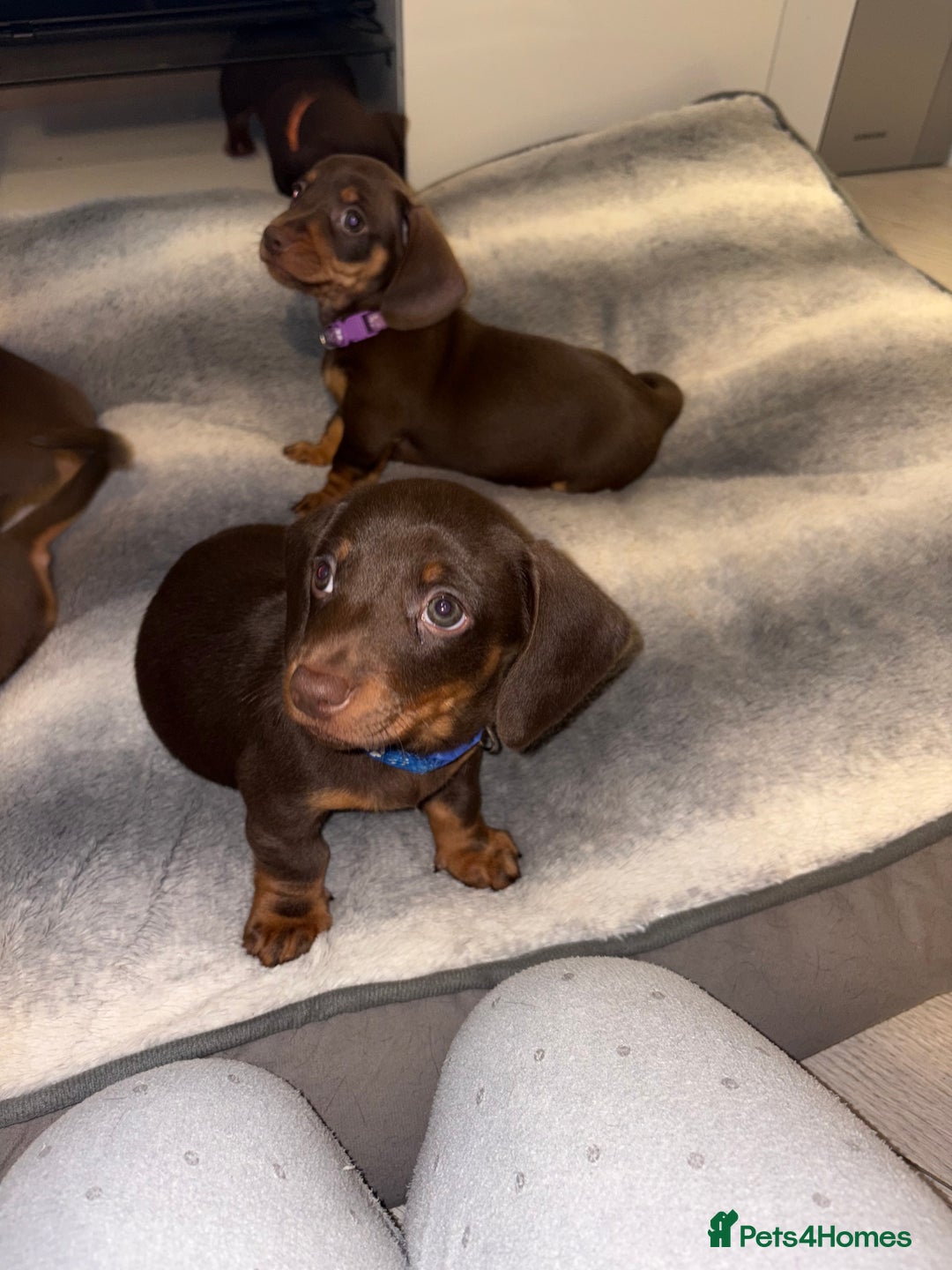 Miniature Dachshund dogs for sale: Miniature Dachshund Puppies  - Advert 7