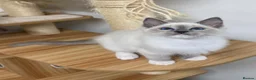 Ragdoll cats for sale: Beautiful ragdoll kittens  - Advert 10