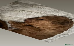 Cockapoo dogs for sale: Stunning cockapoo puppies - Advert 9