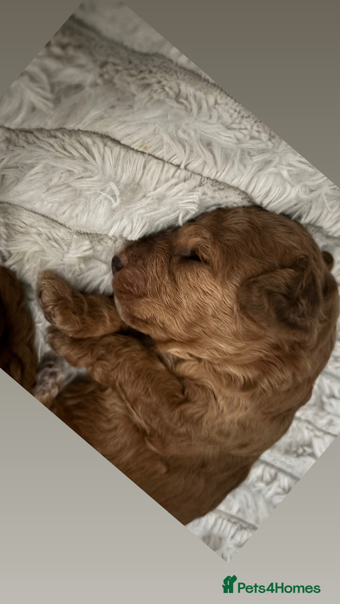 Cockapoo dogs for sale: Stunning cockapoo puppies - Advert 9