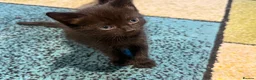 Mixed Breed cats for sale: 2 beautiful girl kittens for sale  in Southampton - Advert 2