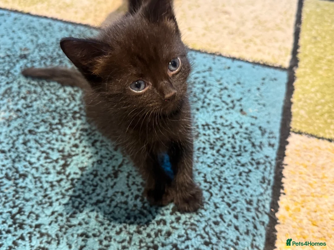 Mixed Breed cats for sale: 2 beautiful girl kittens for sale  in Southampton - Advert 2