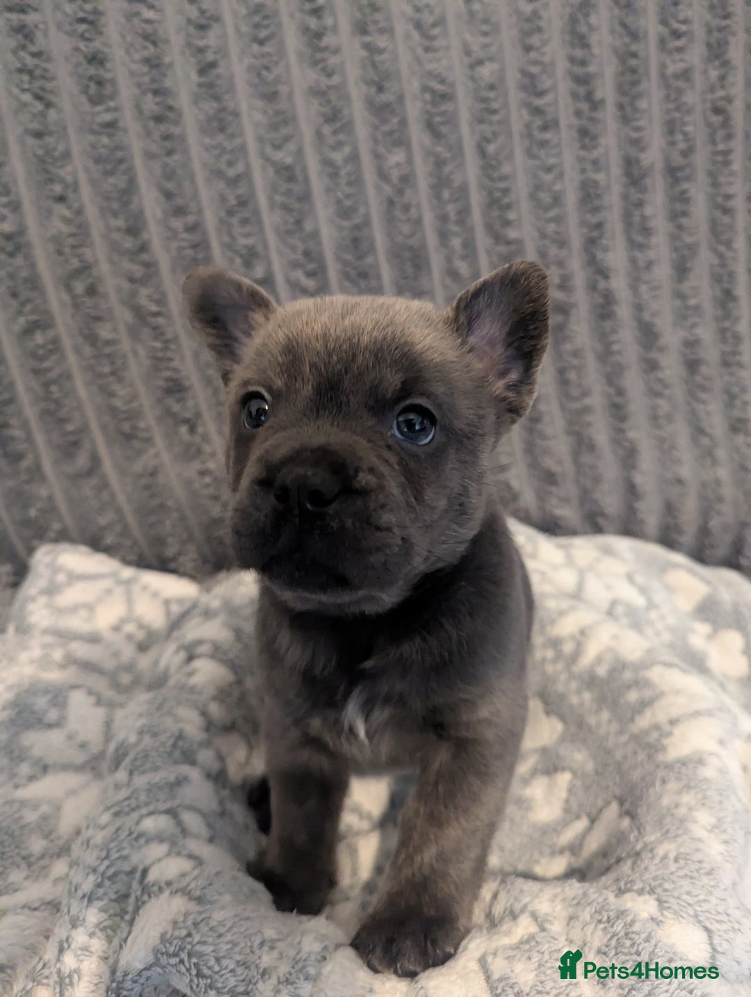 Mixed Breed dogs for sale: Beautiful Frenchie x chow chow puppies. - Advert 13