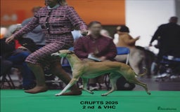 Whippet dogs for sale: Top quality pups due October - Image 10