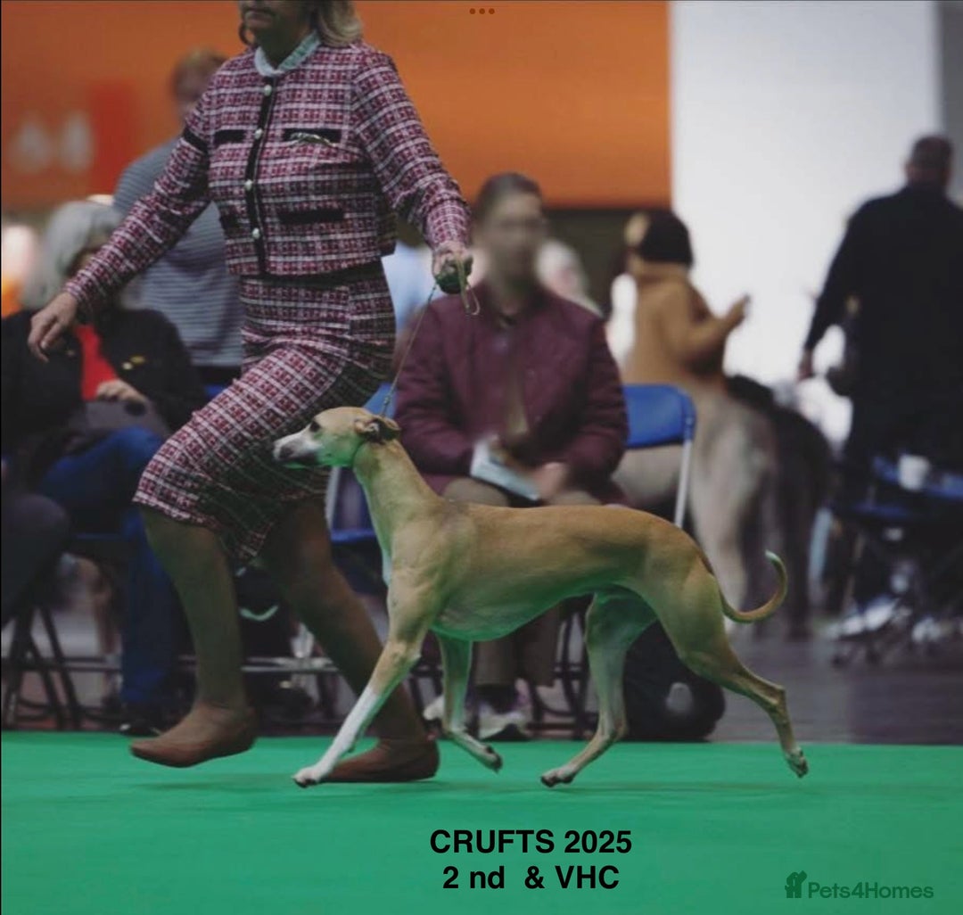Whippet dogs for sale: Top quality pups due October - Image 10