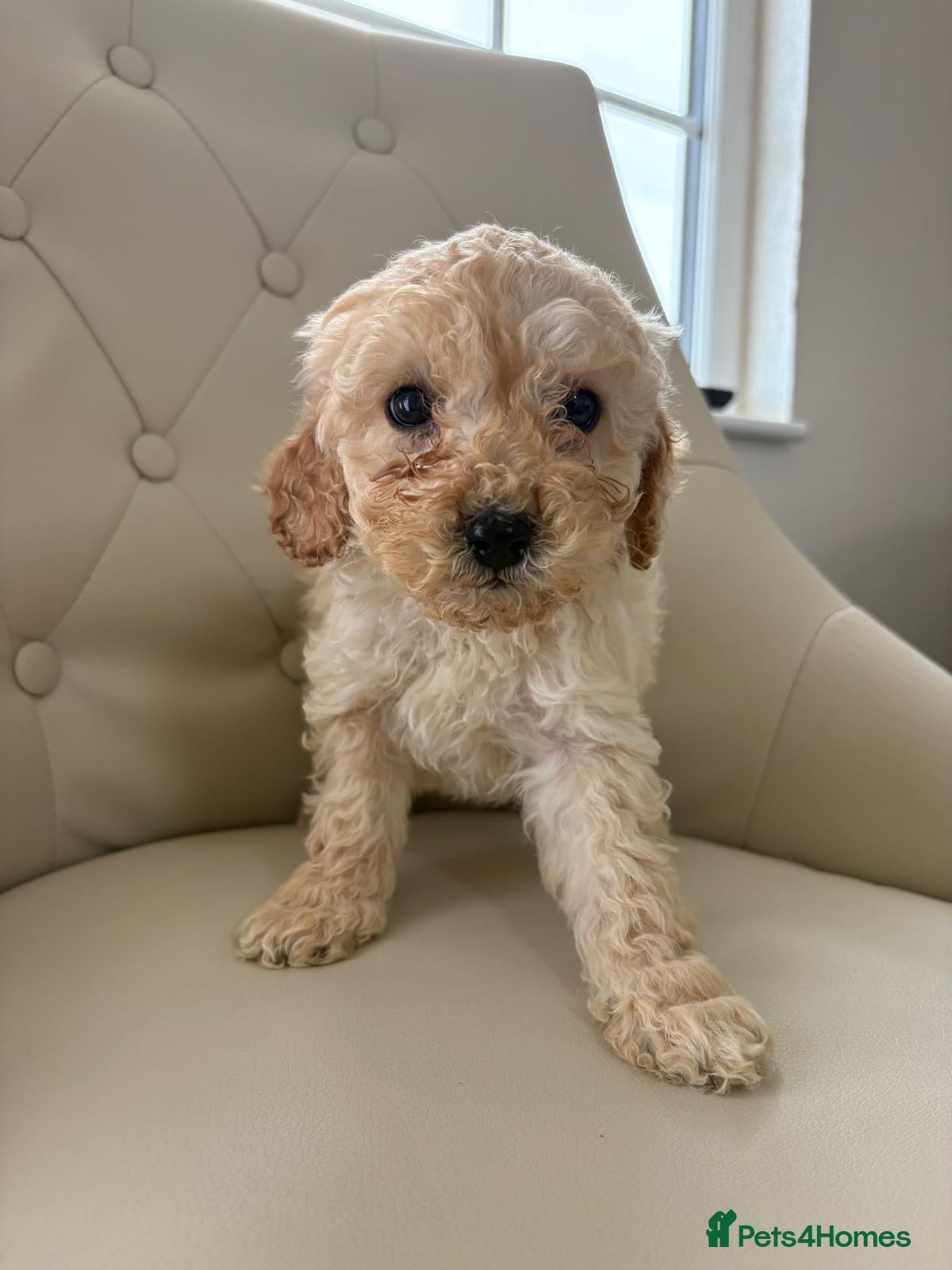 Cockapoo dogs Beautiful F1 Cockerpoo’s - Advert 8