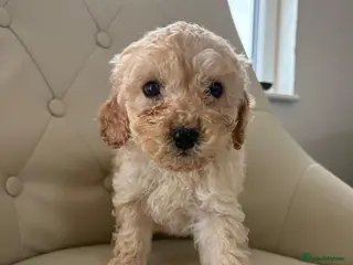 Cockapoo dogs Beautiful F1 Cockerpoo’s - Advert 8