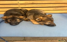 German Shepherd dogs for sale: Czechoslovakian German shepherd working line - Image 13