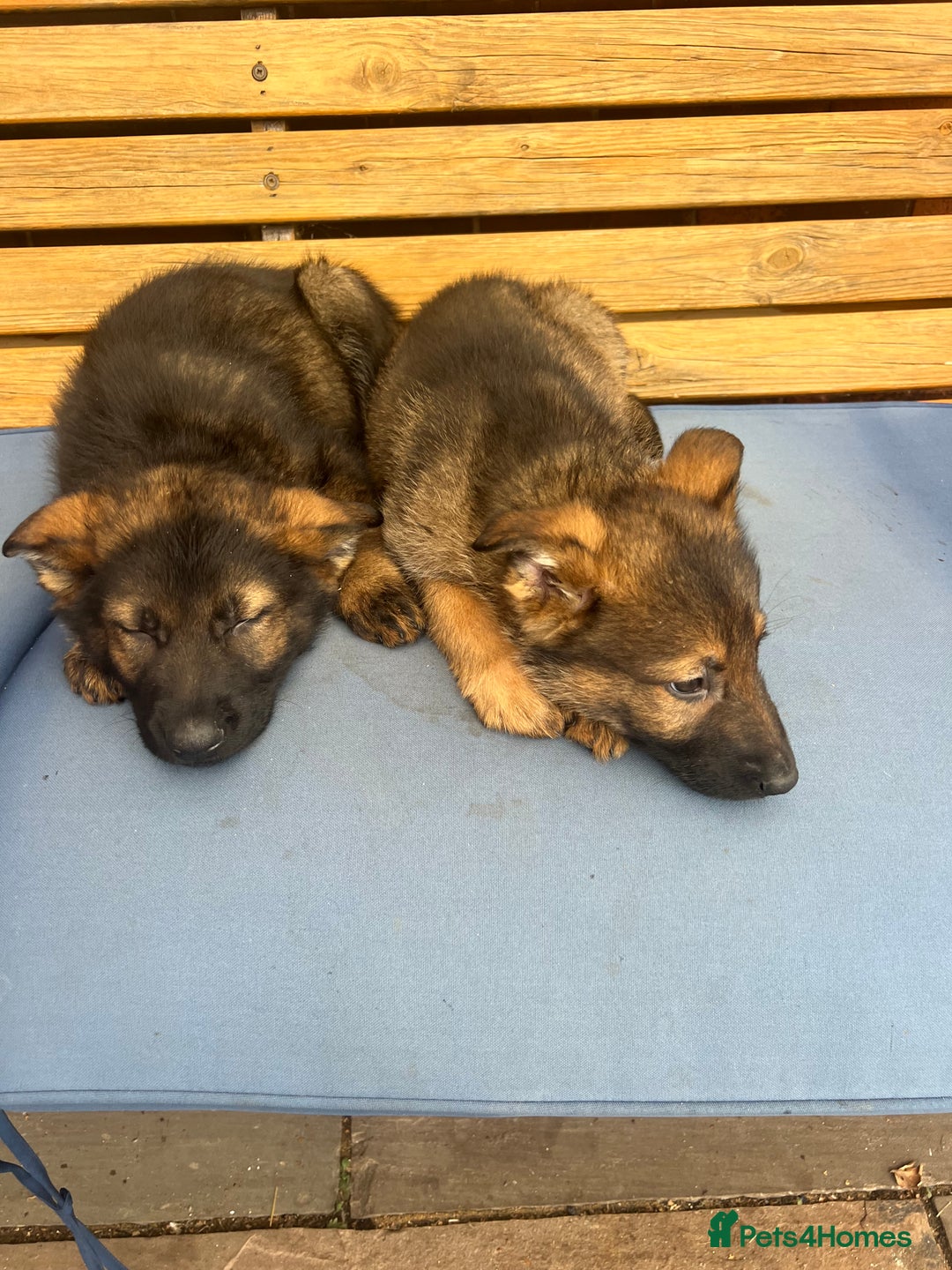 German Shepherd dogs for sale: Czechoslovakian German shepherd working line - Image 13