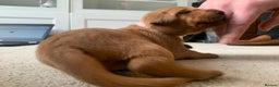 Labrador Retriever dogs for sale: ✨ Stunning 5 Male & 3 Female Fox Red Lab Puppies - Advert 36