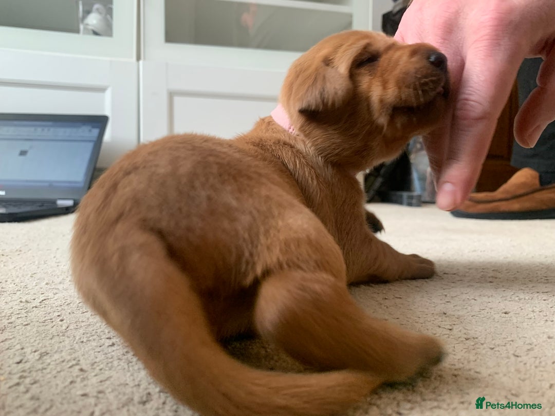 Labrador Retriever dogs for sale: ✨ Stunning 5 Male & 3 Female Fox Red Lab Puppies - Advert 36