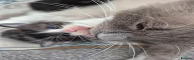 Perdita