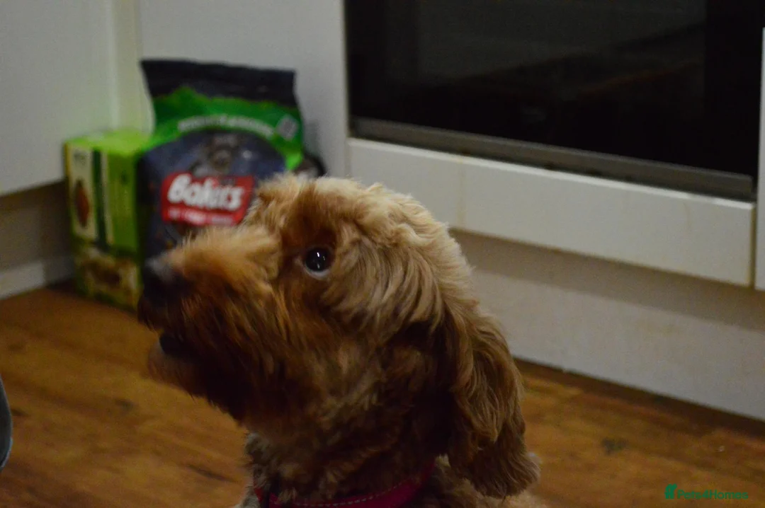 Cockapoo dogs for sale: Lovely little boys, very loving. - Advert 5