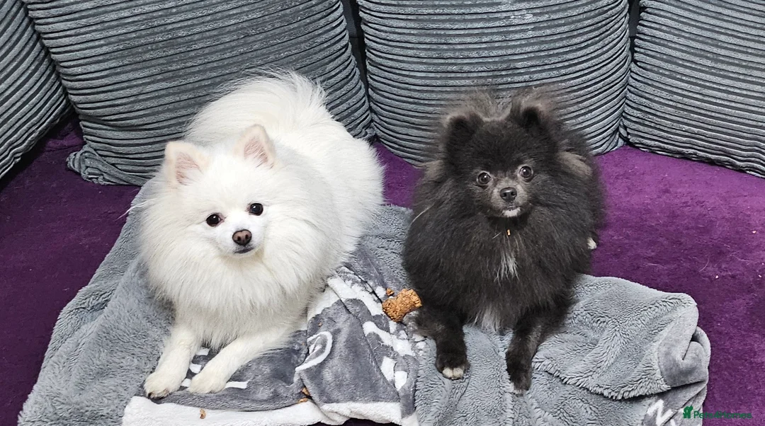 Pomeranian dogs for sale: 2 beautiful pomeranian girls - Advert 8