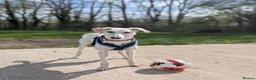 Lurcher dogs for adoption: Pirelli - Advert 6