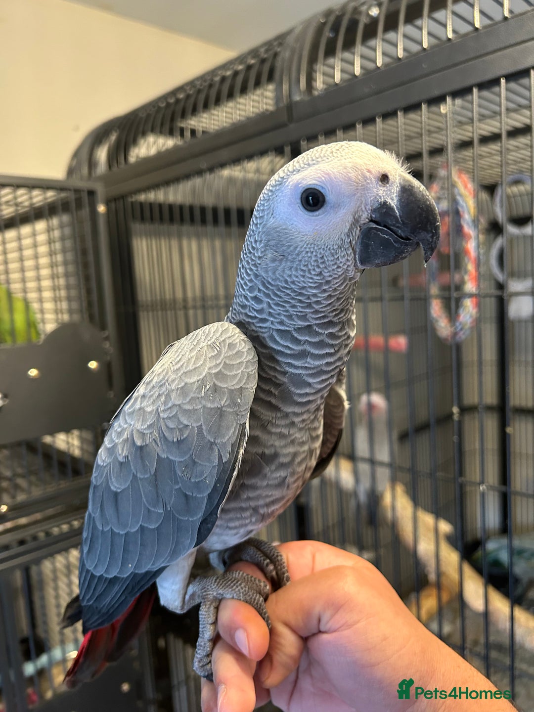 Parrots birds for sale: Hand Reared Baby African Greys  - Image 5