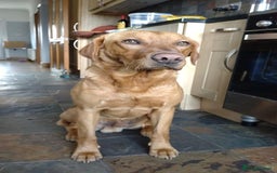 Labrador Retriever dogs for sale: Beautiful red fox KC registered labrador puppies  - Image 10