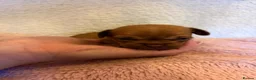 Chihuahua dogs for sale: Puppy chihuahuas  - Advert 27