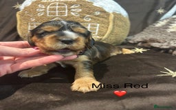 Cockalier dogs for sale: Adorable cockalier puppies 💙🩵💜❤️🩷 - Advert 10