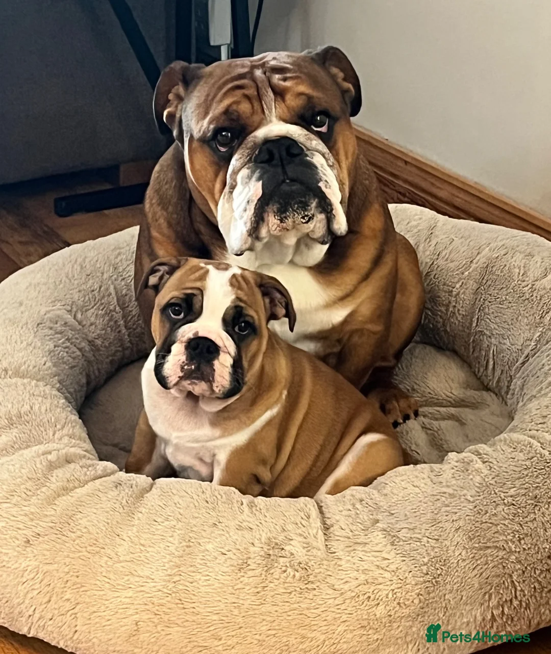 English Bulldog dogs for stud: Standard KC registered & health tested - Advert 7