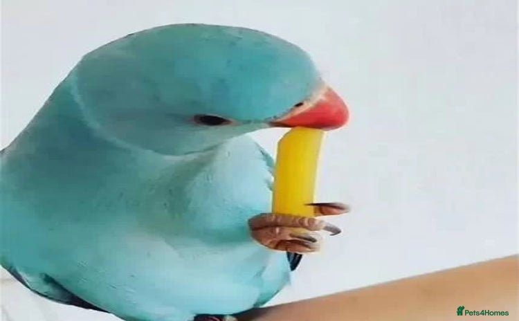 Parrots birds - Advert 2