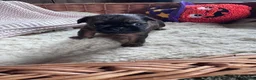 Griffon Bruxellois dogs for sale: Beautiful litter of Rough Brussels Griffons - Advert 7