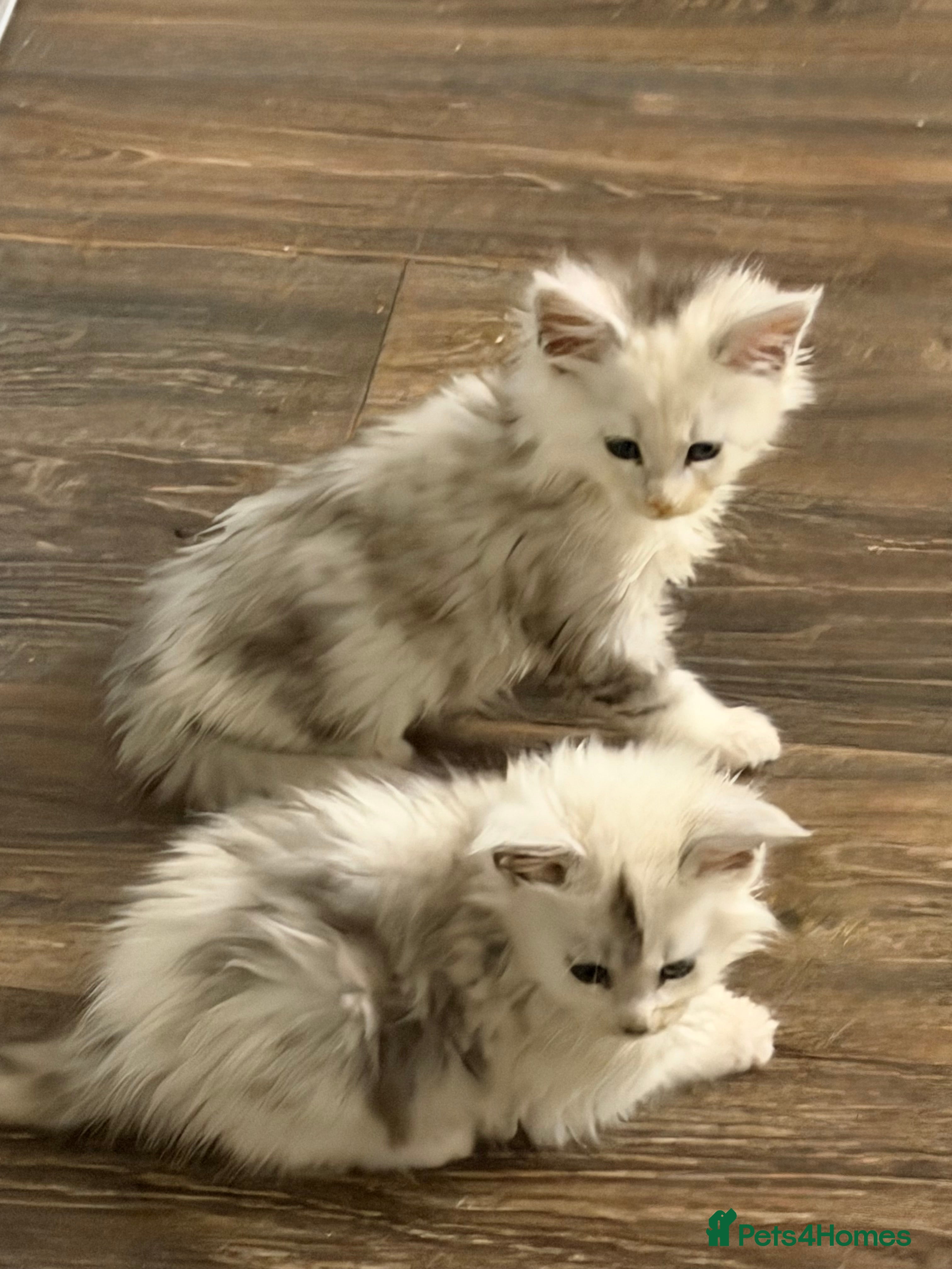 Maine Coon cats Poly Maine Coons Registered Neutered Vaccinated   - Advert 2