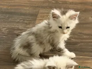 Maine Coon cats Poly Maine Coons Registered Neutered Vaccinated - Advert 2