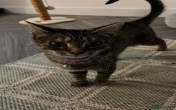 Mixed Breed cats for sale: 6 month old tabby  - Image 2