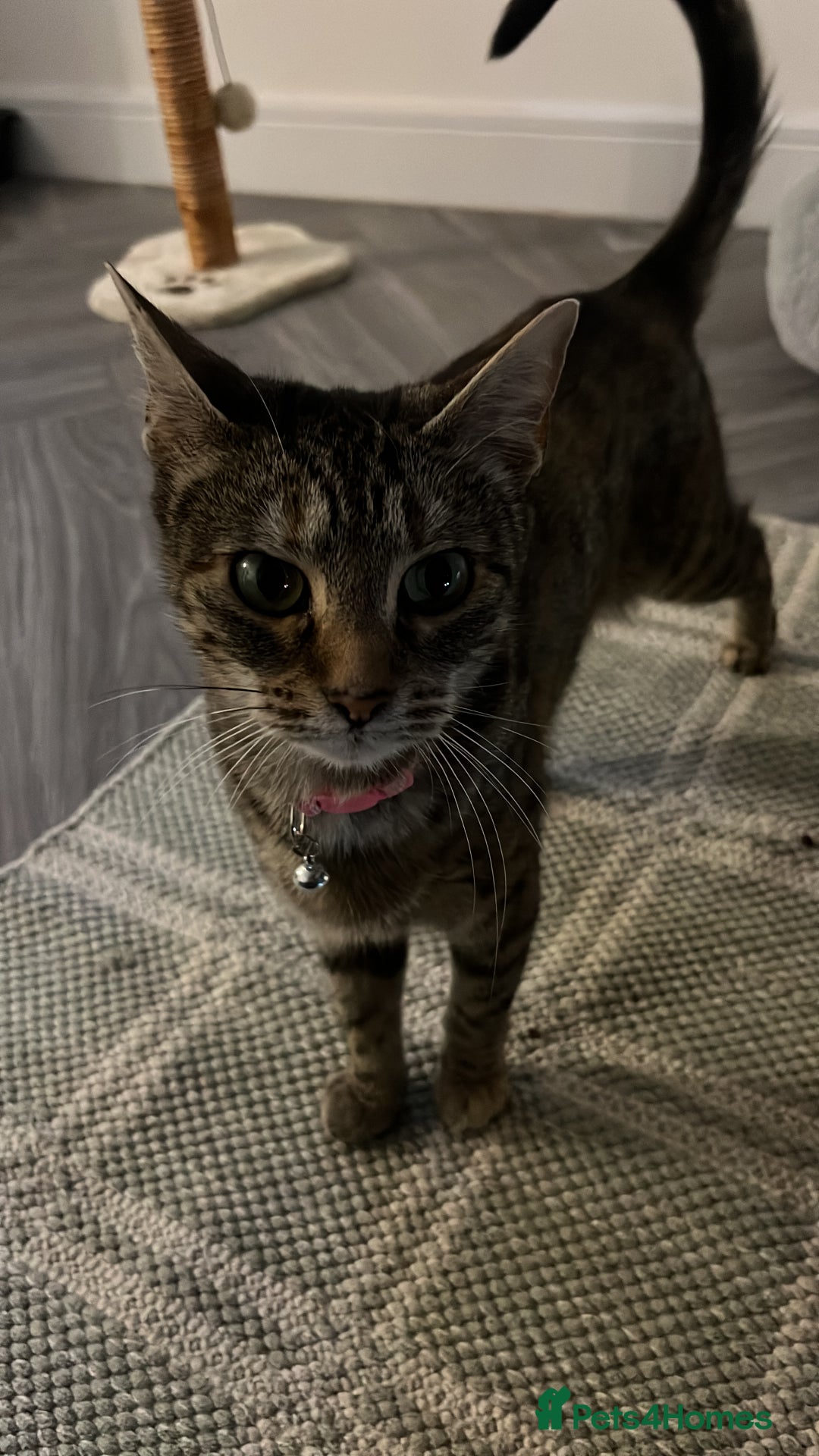 Mixed Breed cats for sale: 6 month old tabby  - Image 2