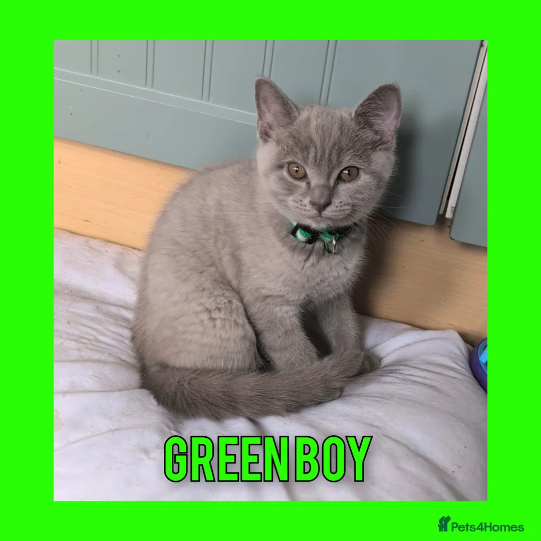 British Shorthair cats for sale: Stunning Lilac British Shorthair Kittens For Sale - Advert 2