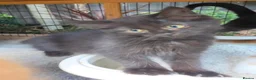 Persian cats for sale: Lovely half persian kitten - Advert 38
