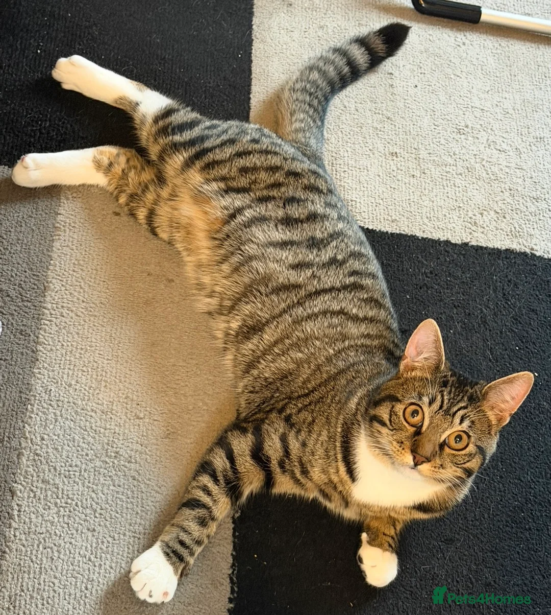 Mixed Breed cats for sale: Kitten for sale! in Perth - Advert 1