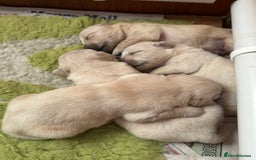 Golden Retriever dogs for sale: Golden Retriever pups - Image 10